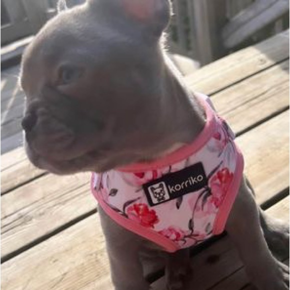 Korriko harnesses, leash, collars - Picture 4 of 4